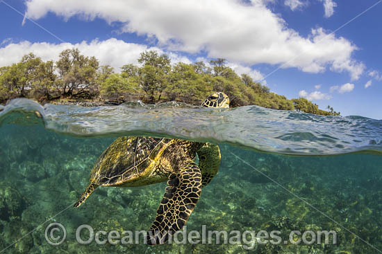 Green Turtle photo Green Turtle photo