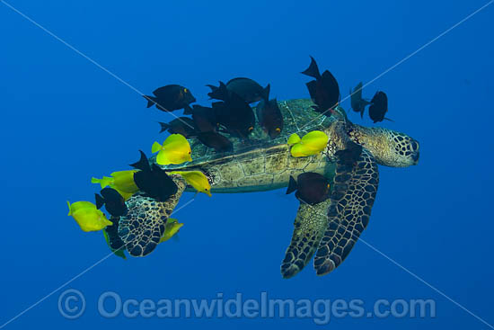 Green Turtle photo