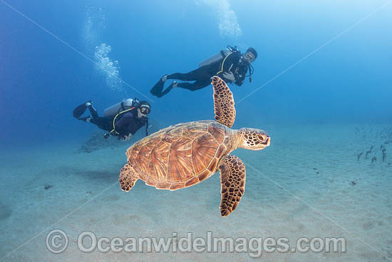 Scuba Diver and Green Turtle photo
