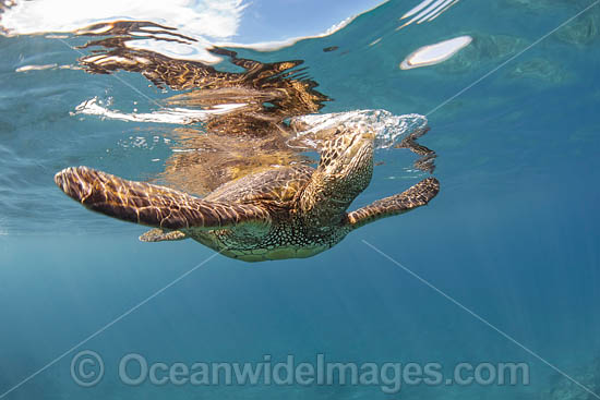 Green Turtle photo