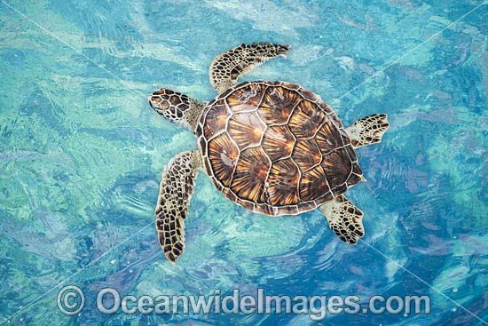 Green Turtle photo