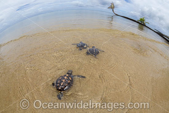 Newly hatched Green Turtle photo