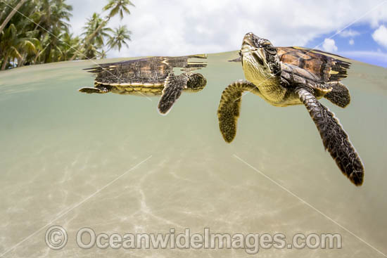 Newly hatched Green Turtle photo Newly hatched Green Turtle photo