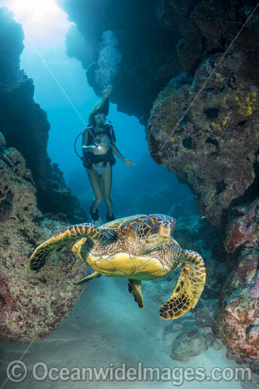 Scuba Diver and Green Turtle photo