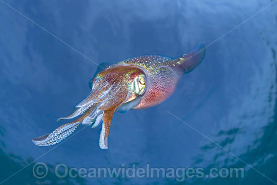 Caribbean Reef Squid Sepioteuthis sepioidea photo