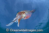 Caribbean Reef Squid Sepioteuthis sepioidea Photo - David Fleetham