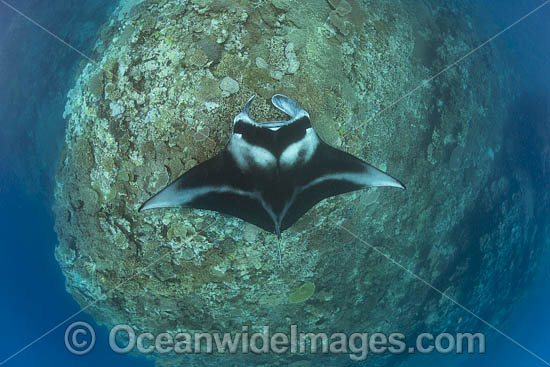 Reef Manta Ray photo
