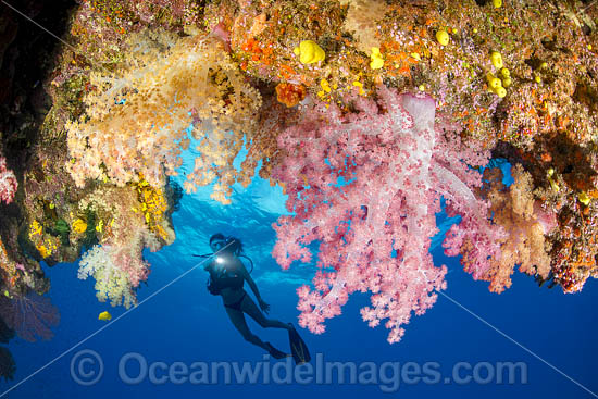 Diver and Soft Coral photo
