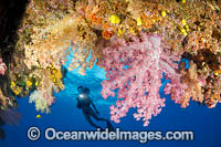 Diver and Soft Coral Photo - David Fleetham