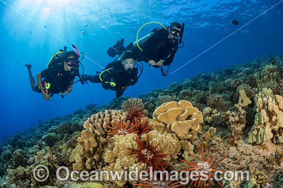 Divers and Coral Reef Scene photo