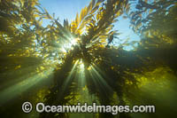 Giant kelp forest Photo - David Fleetham