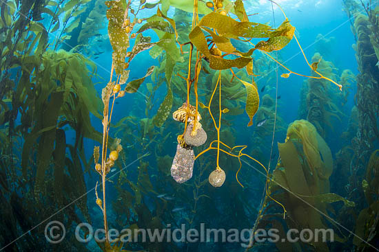 Giant kelp forest photo Giant kelp forest photo
