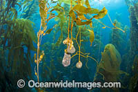 Giant kelp forest Photo - David Fleetham