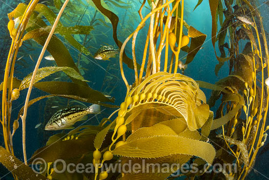 Kelp Bass photo