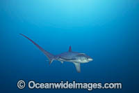 Thresher Shark Alopias pelagicus Photo - David Fleetham