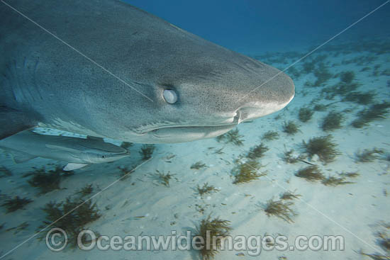 Tiger Shark eye photo