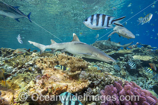 Whitetip Reef Shark photo