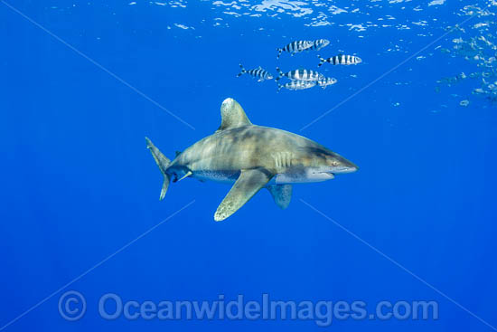Oceanic Whitetip Shark Hawaii photo