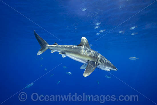 Oceanic Whitetip Shark Hawaii photo
