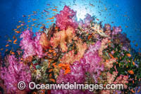 Reef Scene Photo - David Fleetham