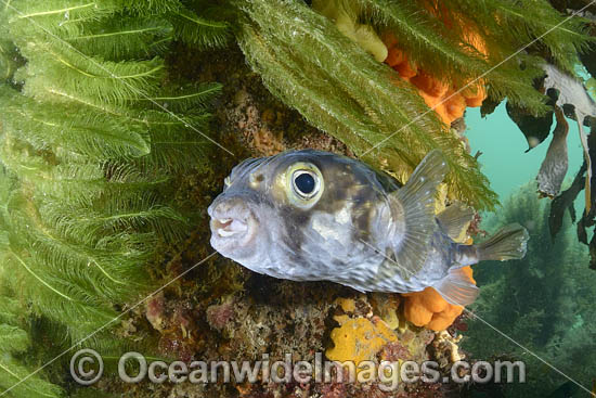 Globefish photo