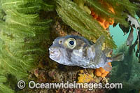 Globefish Photo - Gary Bell