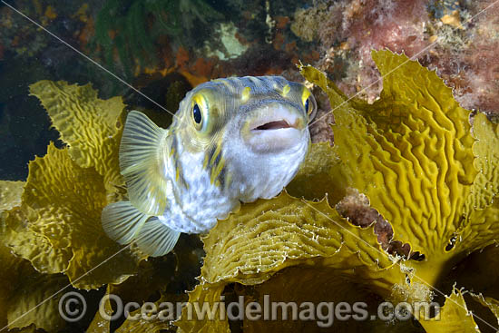 Globefish amongst kelp photo