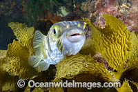 Globefish amongst kelp Photo - Gary Bell