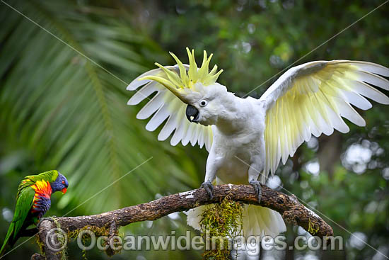 Sulphur-crested Cockatoo photo Sulphur-crested Cockatoo photo