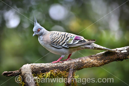 Australian Crested Pigeon photo Australian Crested Pigeon photo