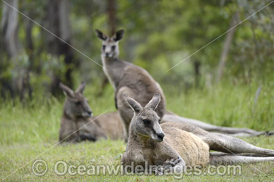 Eastern Grey Kangaroos (Macropus giganteus). Mornington Peninsula, Victoria, Australia. Photo - Gary Bell