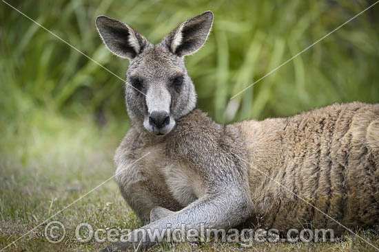 Eastern Grey Kangaroo (Macropus giganteus). Mornington Peninsula, Victoria, Australia. Photo - Gary Bell