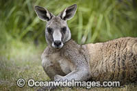 Eastern Grey Kangaroo Photo - Gary Bell