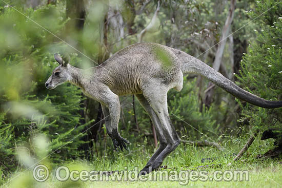 Eastern Grey Kangaroo (Macropus giganteus), male. Mornington Peninsula, Victoria, Australia. Photo - Gary Bell Eastern Grey Kangaroo (Macropus giganteus), male. Mornington Peninsula, Victoria, Australia. Photo - Gary Bell