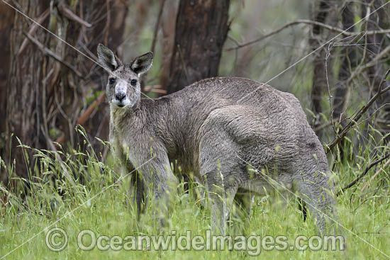 Eastern Grey Kangaroo (Macropus giganteus), male. Mornington Peninsula, Victoria, Australia. Photo - Gary Bell Eastern Grey Kangaroo (Macropus giganteus), male. Mornington Peninsula, Victoria, Australia. Photo - Gary Bell