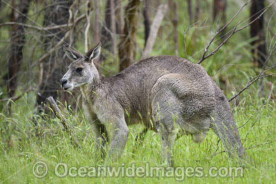 Eastern Grey Kangaroo (Macropus giganteus), male. Mornington Peninsula, Victoria, Australia. Photo - Gary Bell