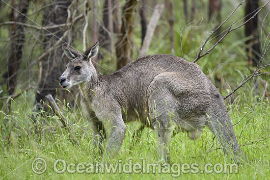 Eastern Grey Kangaroo (Macropus giganteus), male. Mornington Peninsula, Victoria, Australia. Photo - Gary Bell Eastern Grey Kangaroo (Macropus giganteus), male. Mornington Peninsula, Victoria, Australia. Photo - Gary Bell