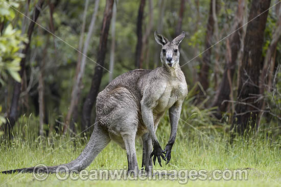 Eastern Grey Kangaroo (Macropus giganteus), male. Mornington Peninsula, Victoria, Australia. Photo - Gary Bell Eastern Grey Kangaroo (Macropus giganteus), male. Mornington Peninsula, Victoria, Australia. Photo - Gary Bell