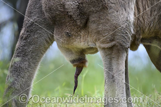 Eastern Grey Kangaroo (Macropus giganteus), male with penis protruding. Mornington Peninsula, Victoria, Australia. Photo - Gary Bell