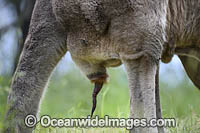 Eastern Grey Kangaroo Photo - Gary Bell