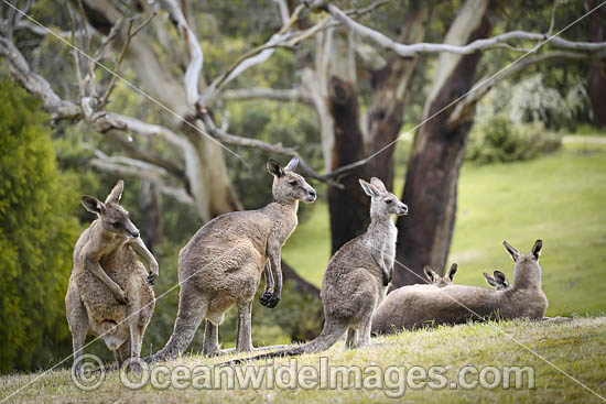 Eastern Grey Kangaroos (Macropus giganteus). Mornington Peninsula, Victoria, Australia. Photo - Gary Bell Eastern Grey Kangaroos (Macropus giganteus). Mornington Peninsula, Victoria, Australia. Photo - Gary Bell