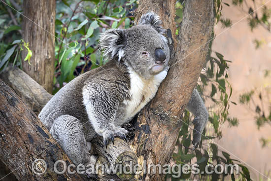Koala (Phascolarctos cinereus), resting in a tree. Victoria, Australia. Photo - Gary Bell