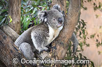 Australian Koala Photo - Gary Bell