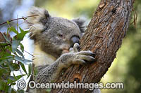 Australian Koala Photo - Gary Bell