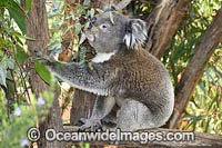 Australian Koala Photo - Gary Bell