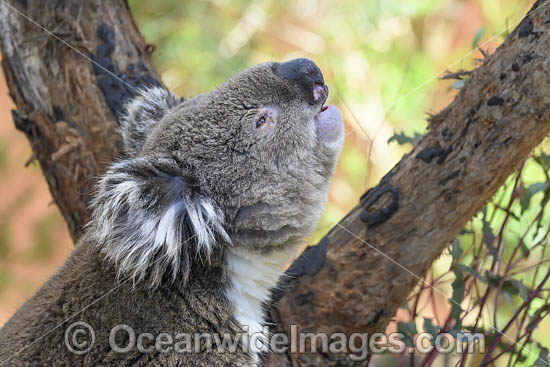 Koala (Phascolarctos cinereus), male calling for a female during breeding season. Victoria, Australia. Photo - Gary Bell Koala (Phascolarctos cinereus), male calling for a female during breeding season. Victoria, Australia. Photo - Gary Bell