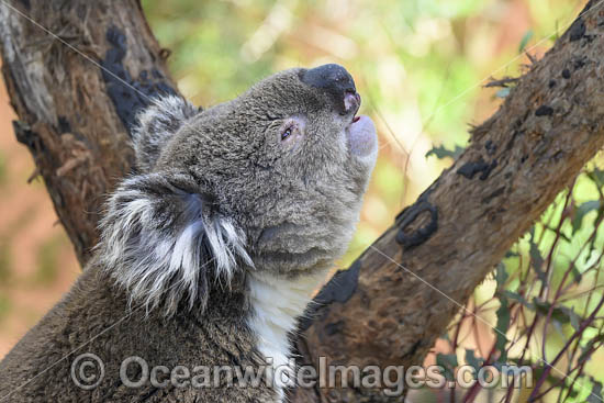 Australian Koala photo