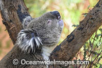 Australian Koala Photo - Gary Bell