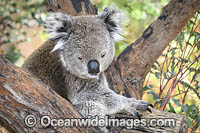 Australian Koala Photo - Gary Bell