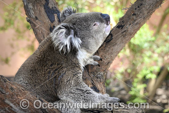 Koala (Phascolarctos cinereus), resting in a tree. Victoria, Australia. Photo - Gary Bell Koala (Phascolarctos cinereus), resting in a tree. Victoria, Australia. Photo - Gary Bell